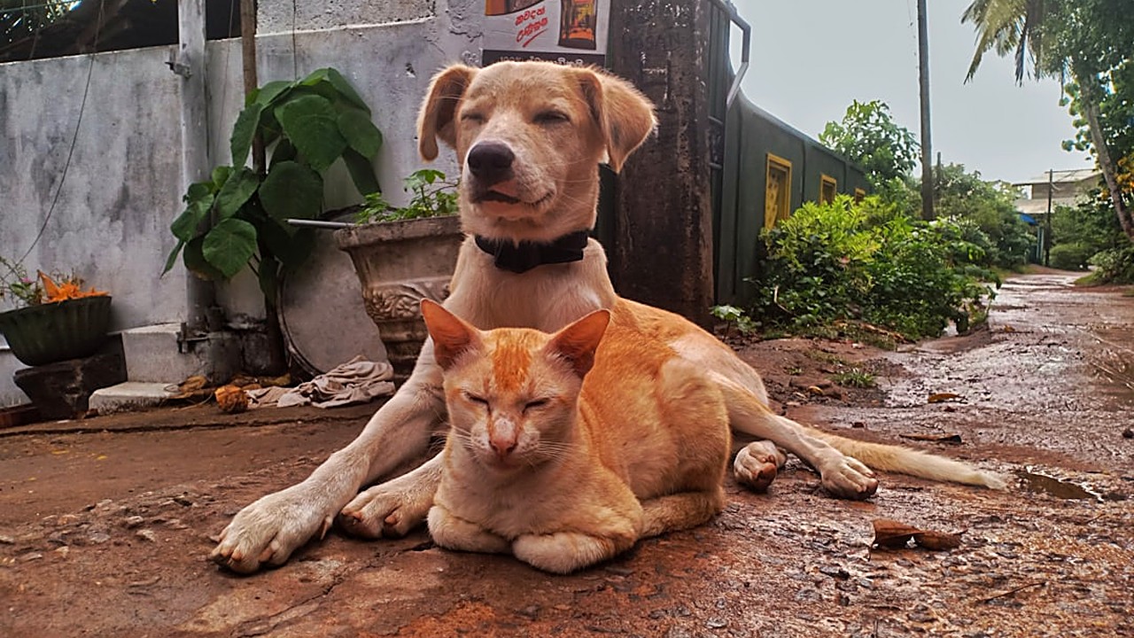 Aprenda passo a passo como apresentar seu filhote de cão grande a gatos, outros cães e pequenos animais, com dicas…