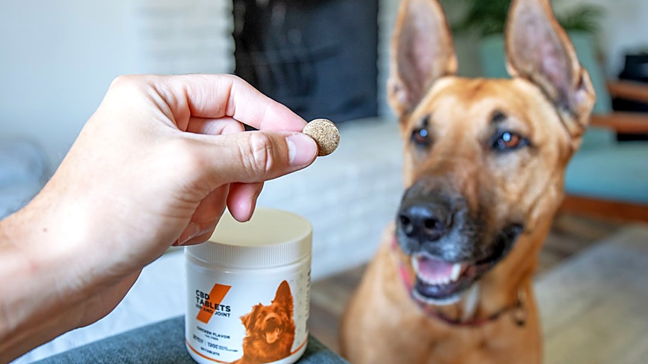 Descubra como suplementos naturais podem melhorar a pele dos cães, com receitas práticas e orientações para uso seguro.