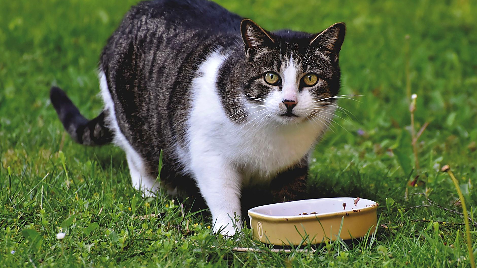 Seu gato não come? Pode ser a tigela. Aprenda a escolher o material e o formato ideal para acabar com a fadiga…