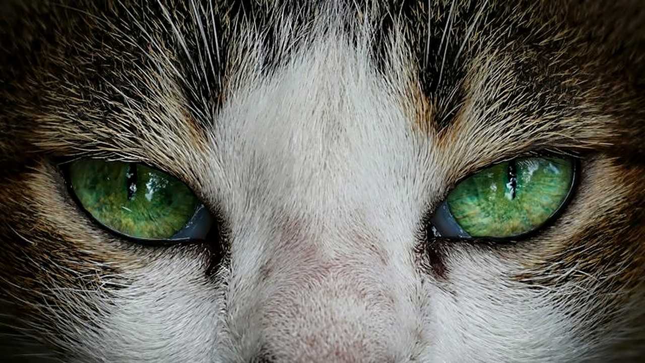 Veja a tabela de troca de ração para gato adulto, quanto misturar em cada etapa, o que olhar na caixa de areia e quando…
