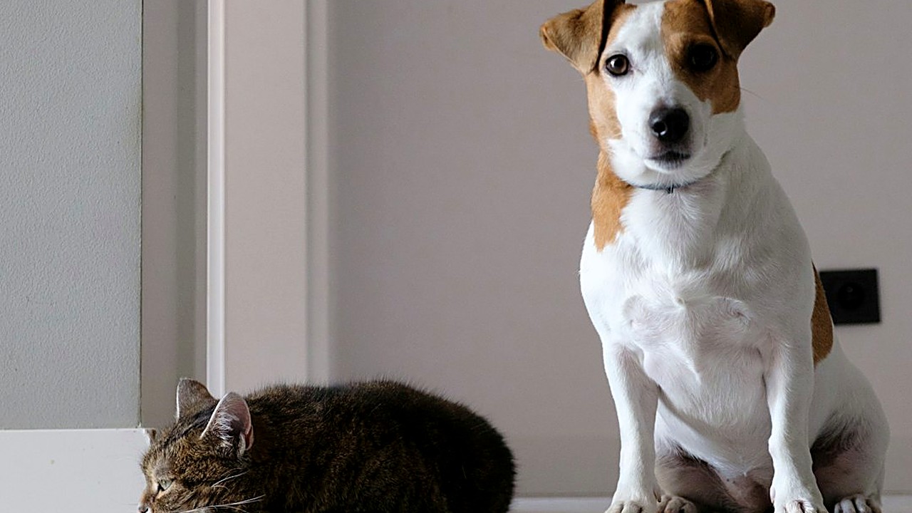 Descubra se a vacina antirrábica é obrigatória para gatos, com que idade dar a primeira dose, quando é o reforço…