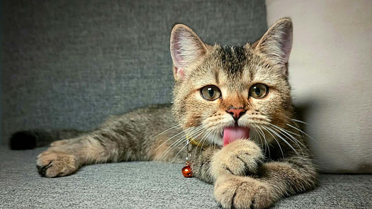 Não há vacina de leishmaniose para gatos no Brasil. Veja os mitos, por que a coleira do cão pode intoxicar o gato…