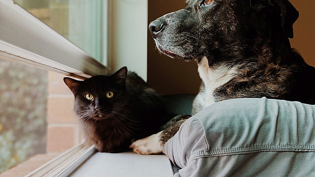 Entenda quando a vacina contra raiva é obrigatória para gatos, os riscos reais da doença e como a prevenção funciona…