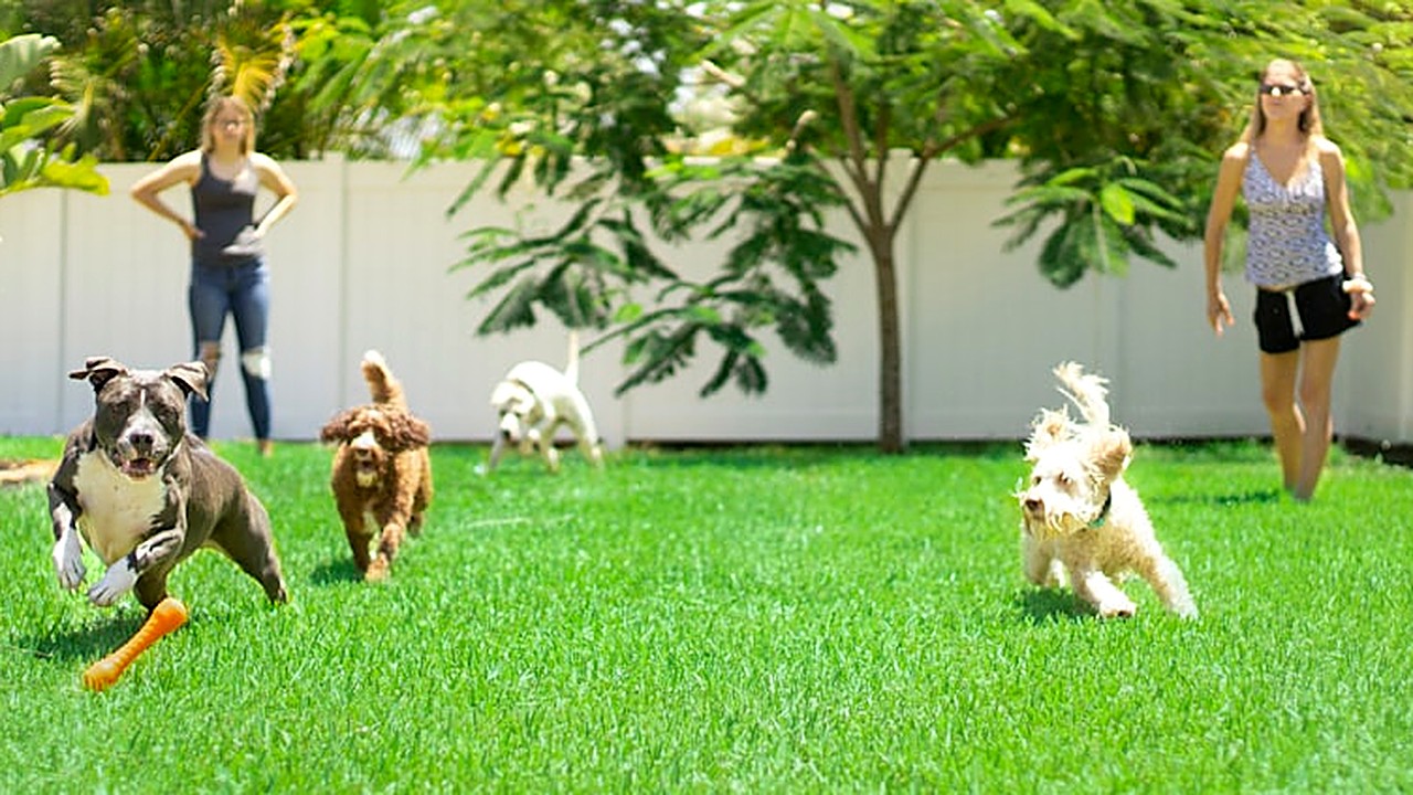 Vale a pena ter um cão de grande porte? Prós, contras e custos