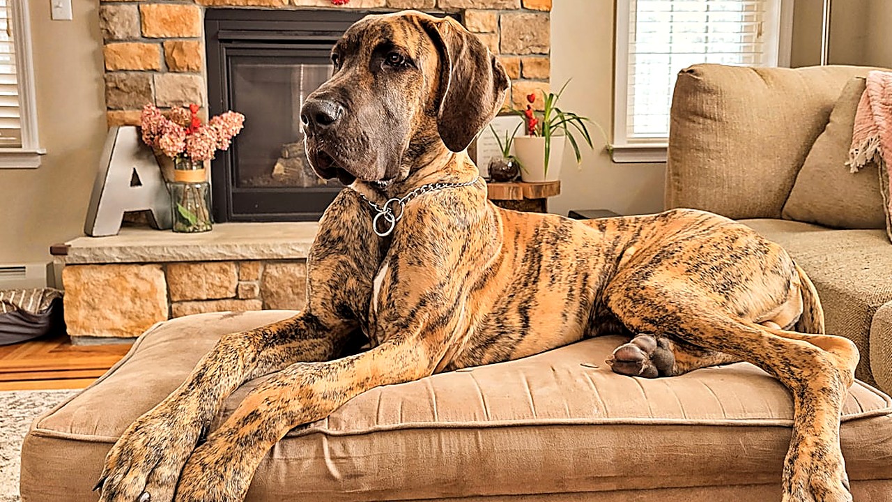 Vale a pena ter cães de grande porte? Prós, contras e custo real