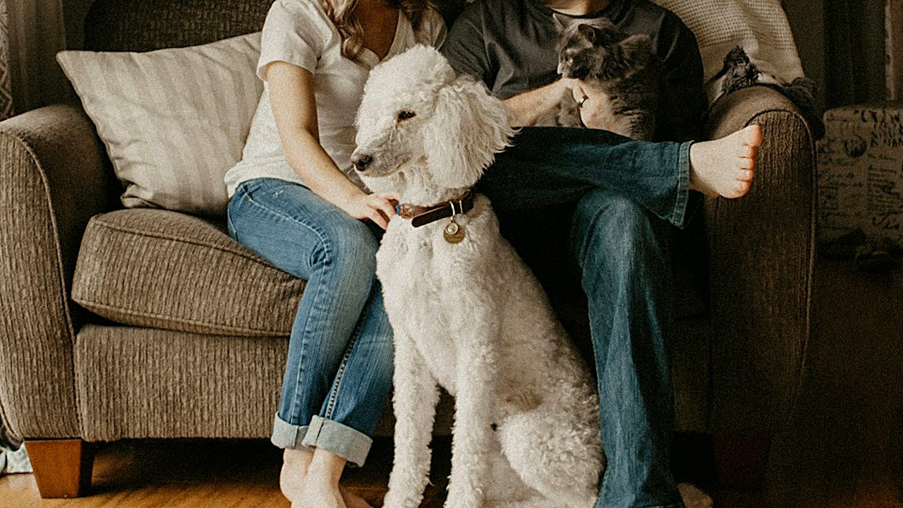 Pode dar vermífugo e vacina juntos? Veja quando o mesmo dia é aceito, por que muitos vets preferem separar e quais…