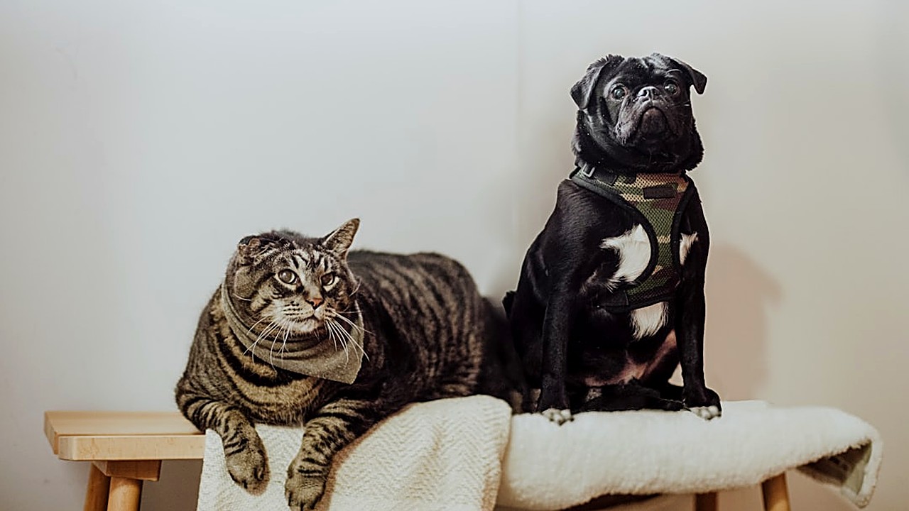 Saiba quando é seguro dar vermífugo para gatas grávidas, riscos para a mãe e filhotes, e como agir com segurança. Guia…