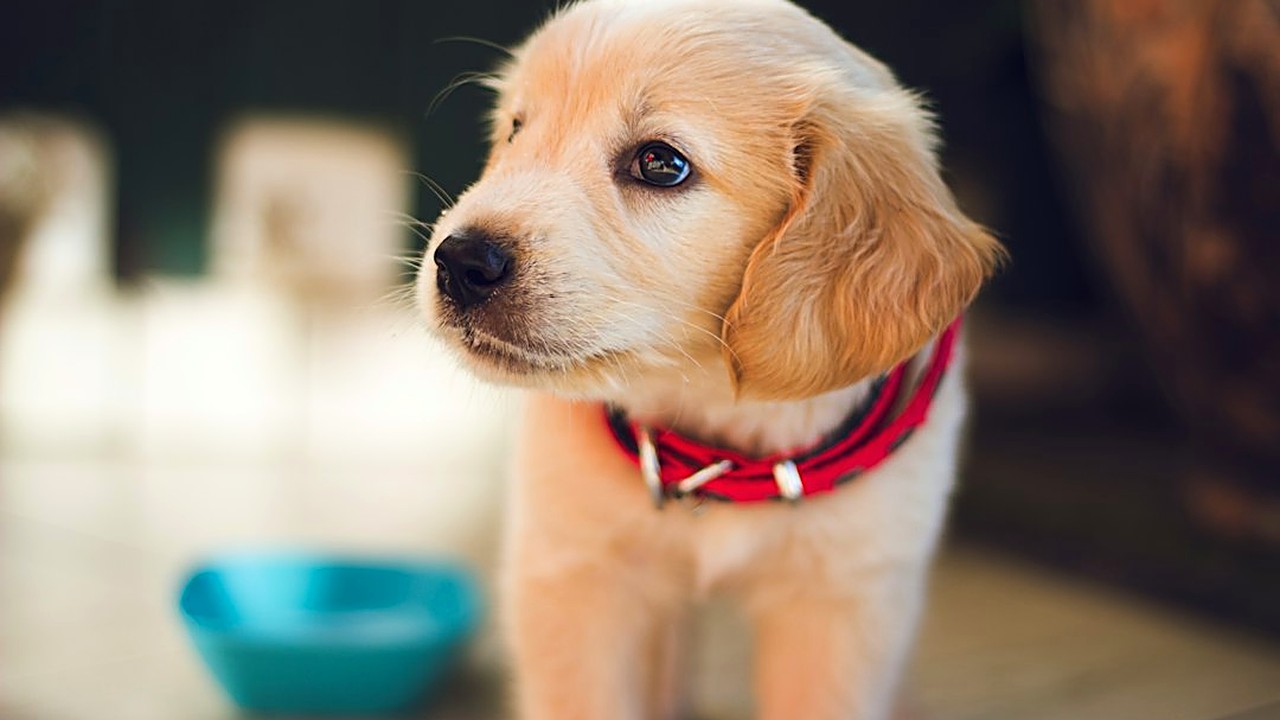 Calendário de vermífugo para filhote de cão e gato: idade da 1ª dose, intervalo até 6 meses, como acertar a dose pelo…