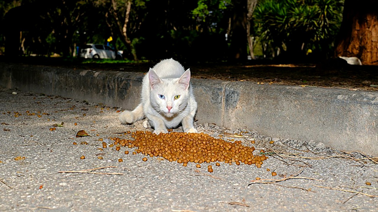 Filhote, adulto de apartamento ou gato que sai na rua: veja de quanto em quanto tempo dar vermífugo, os sinais de verme…