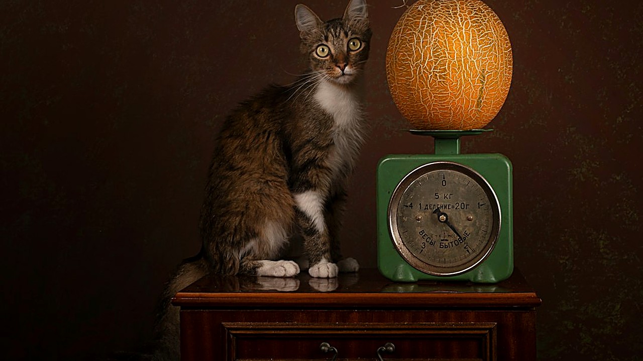 Aprenda a pesar seu gato em casa, ler a tabela da bula do vermífugo e evitar os erros de dose mais comuns. Veja quando…