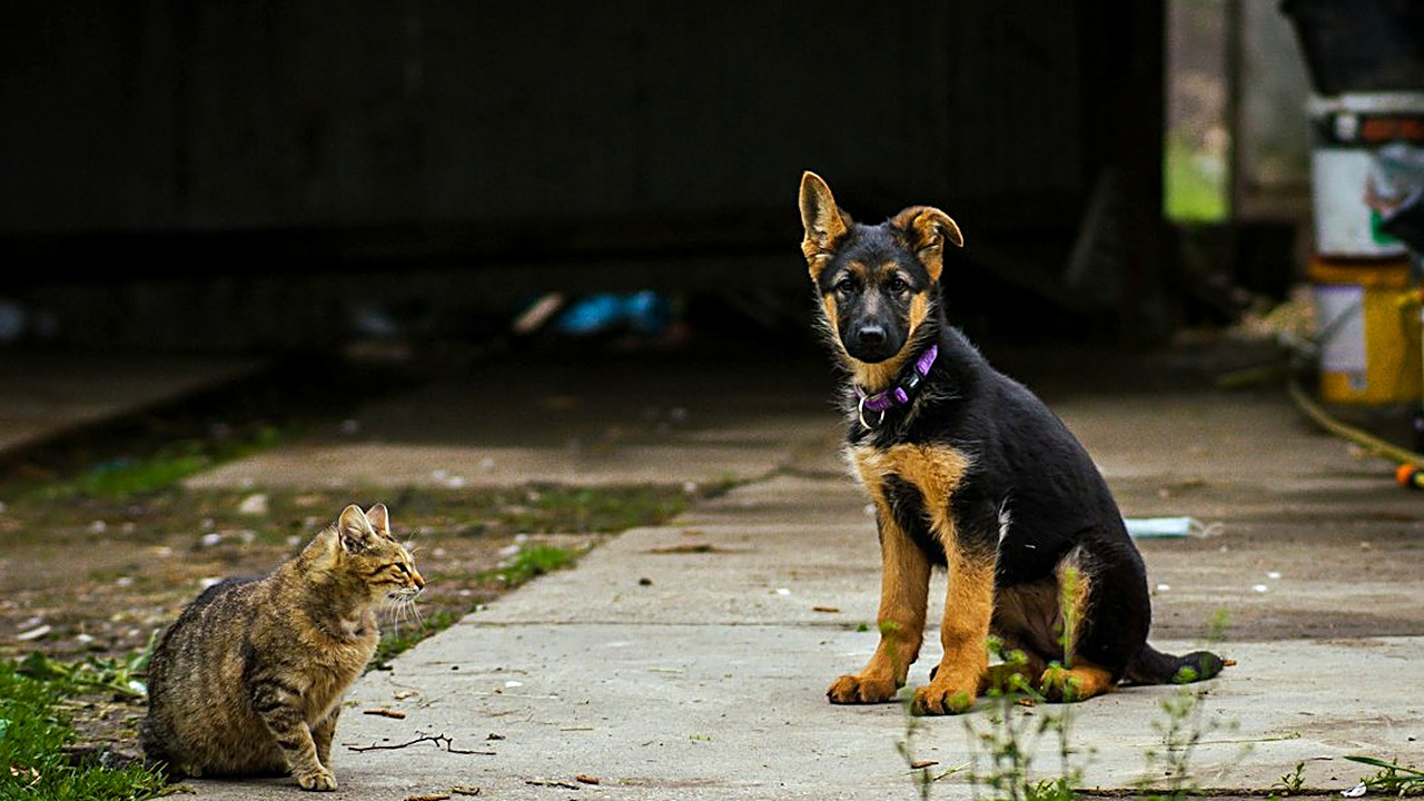 Por que a dose do vermífugo do gato muda com o peso, como pesar o gato na balança de casa, ler a bula e evitar os erros…