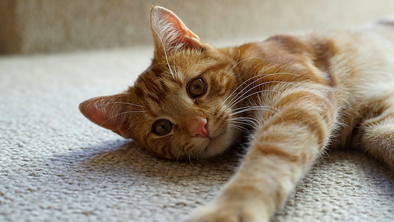 Filhote, gato de apartamento ou gato que sai de casa: veja a frequência de vermífugo para cada caso, os sinais de verme…