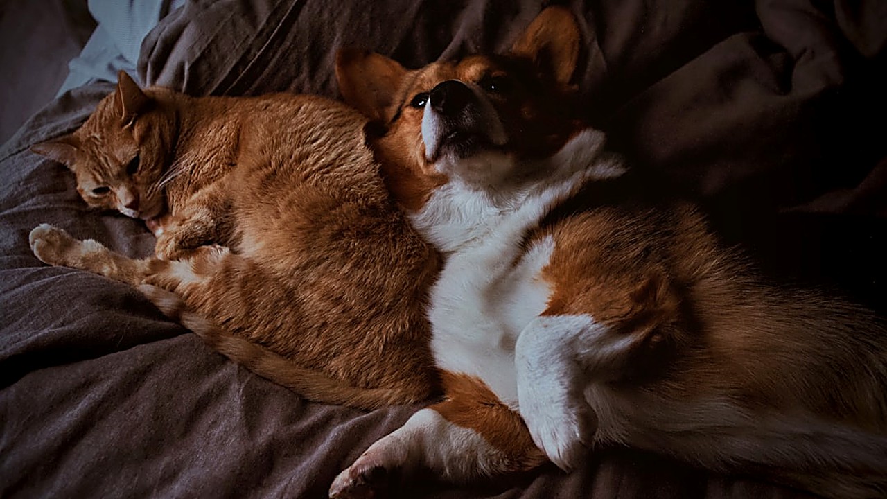 Aprenda a escolher o vermífugo ideal para pets com resistência parasitária. Guia prático, sem promessas milagrosas,…