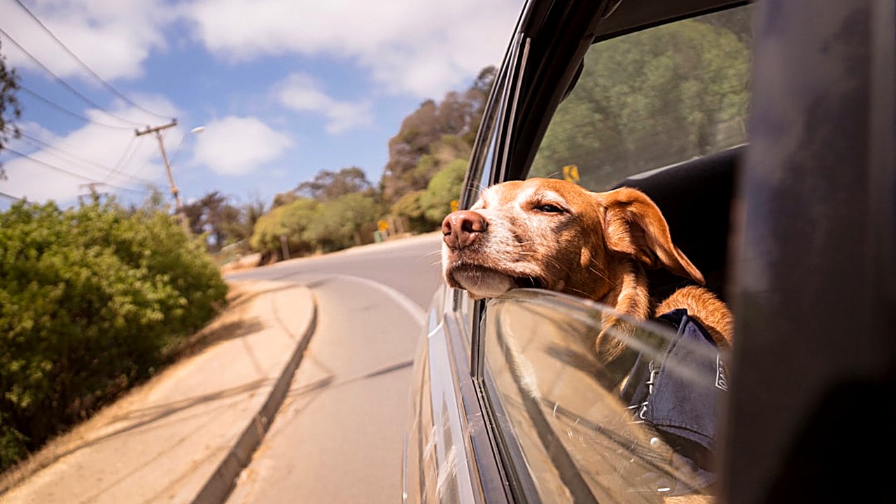 Aprenda técnicas práticas para acalmar cães ansiosos em viagens de carro. Reduza enjoos e estresse com métodos testados…