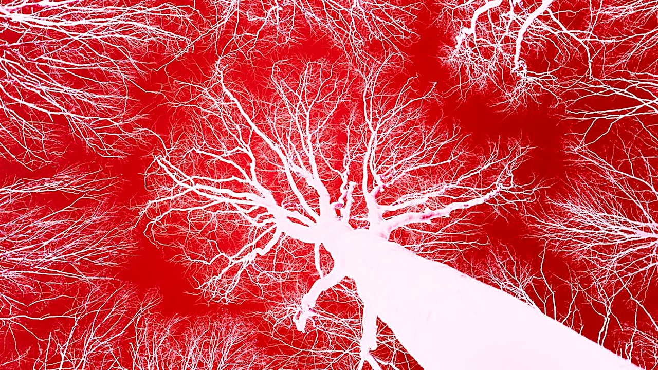 Descubre cómo el ayuno intermitente puede influir en tu presión arterial, colesterol y riesgo cardiovascular. Guía…