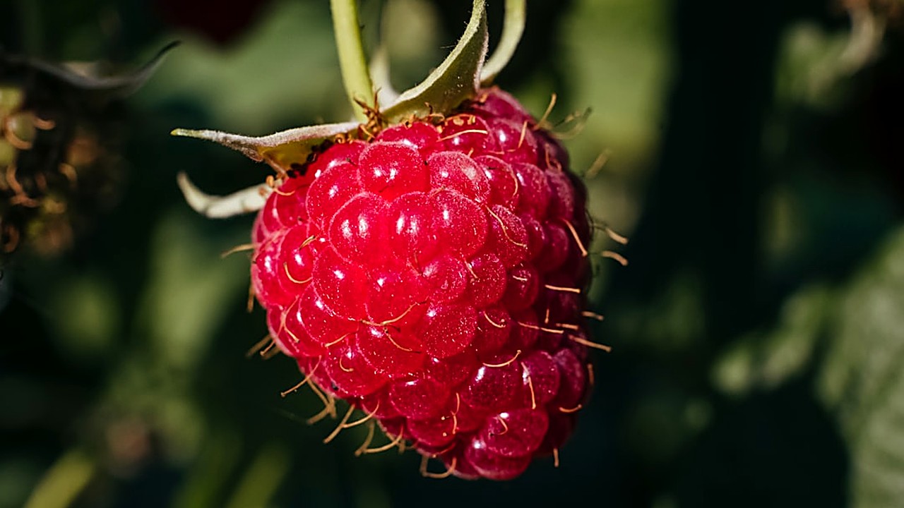 Descubre qué frutas puedes comer en ayuno intermitente sin salir de cetosis. Guía práctica con opciones seguras…