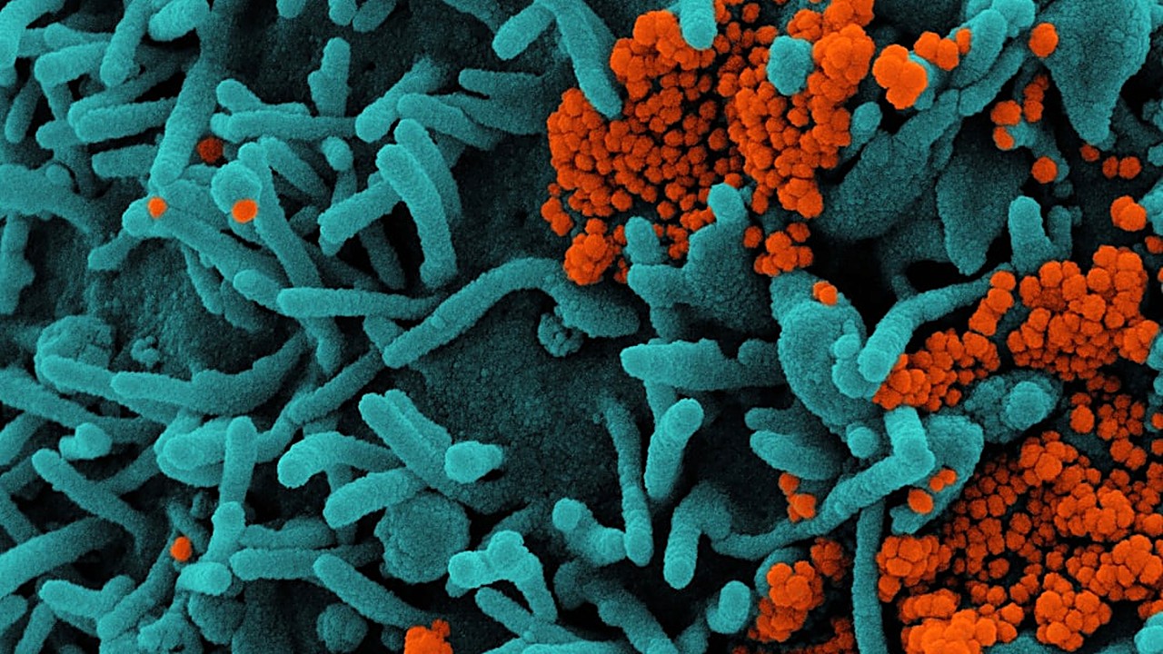 Descubre estrategias basadas en la microbiota intestinal para bajar de peso sin necesidad de gimnasio. Alimentación…