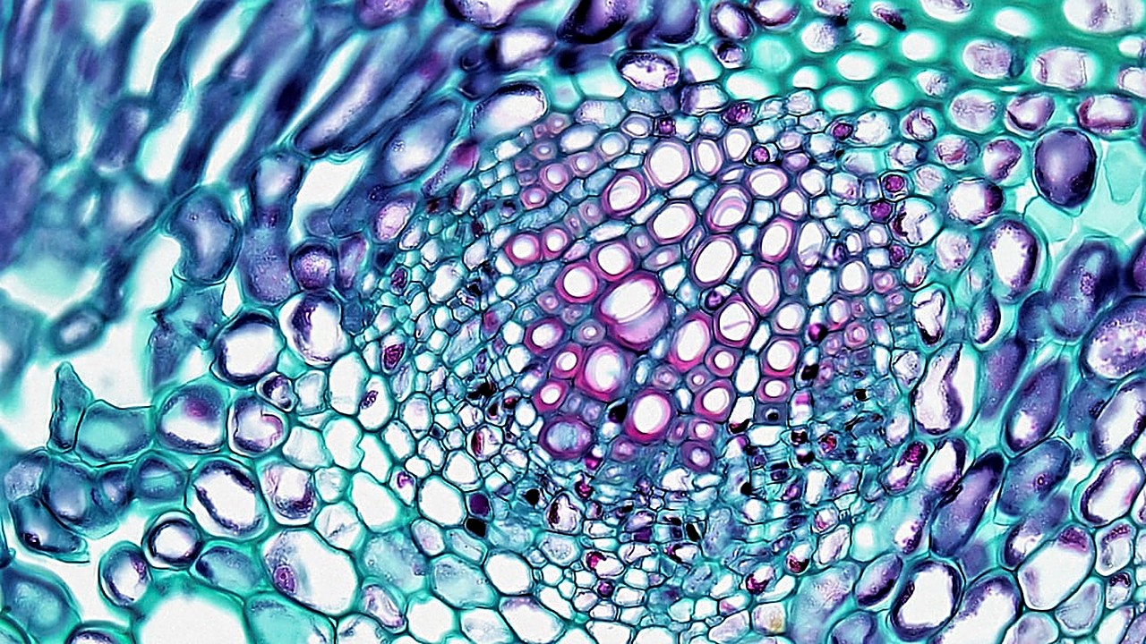 Descubre estrategias basadas en alimentación, hábitos y suplementos para disminuir la grasa en los muslos sin necesidad…