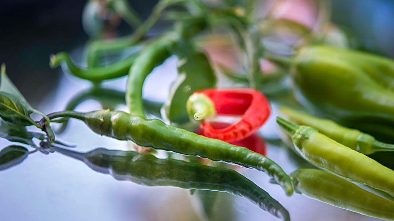 Aprende a preparar chiles en nogada auténticos con la receta detallada, trucos para la salsa de nogada y cómo evitar…