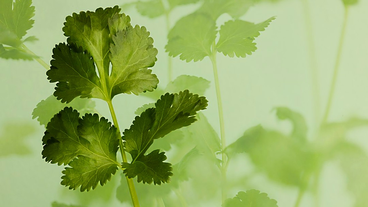 El cilantro se pone negro y baboso en días. Aprende a guardarlo en frasco con agua, en papel o congelado en cubitos…