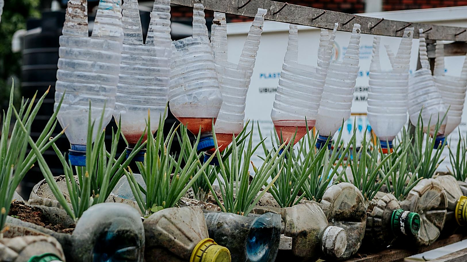 Arma un jardín vertical en un departamento pequeño con botellas, latas o un palé. Paso a paso, plantas que aguantan…