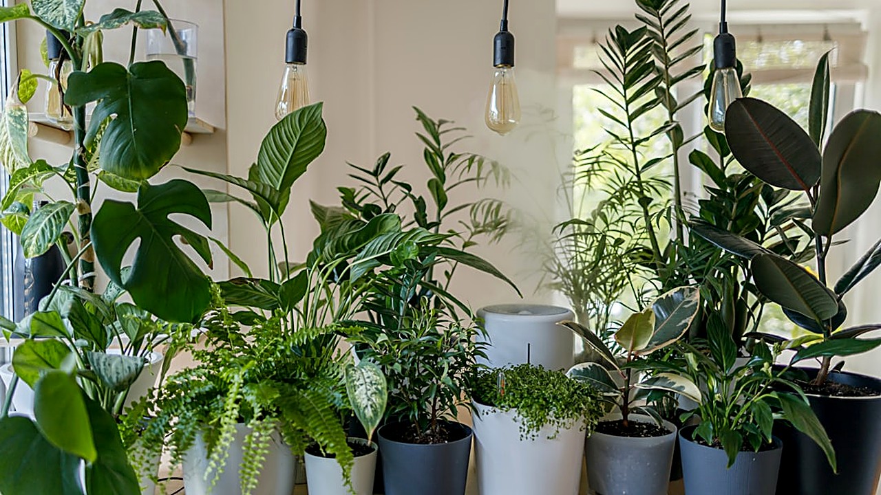 Descubre qué plantas purifican el aire en espacios reducidos y cómo cuidarlas sin complicaciones. Guía práctica con…