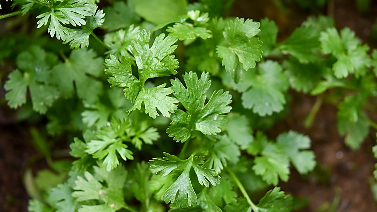 Aprende a preparar salsa verde fresca sin usar chiles secos. Receta tradicional mexicana con ingredientes accesibles…