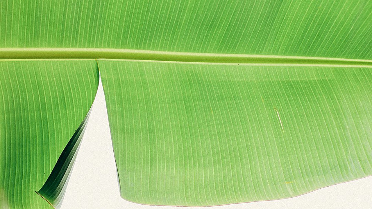 Aprende a suavizar la hoja de plátano, armar y doblar tamales oaxaqueños con mole sin que se rompan, con cantidades…
