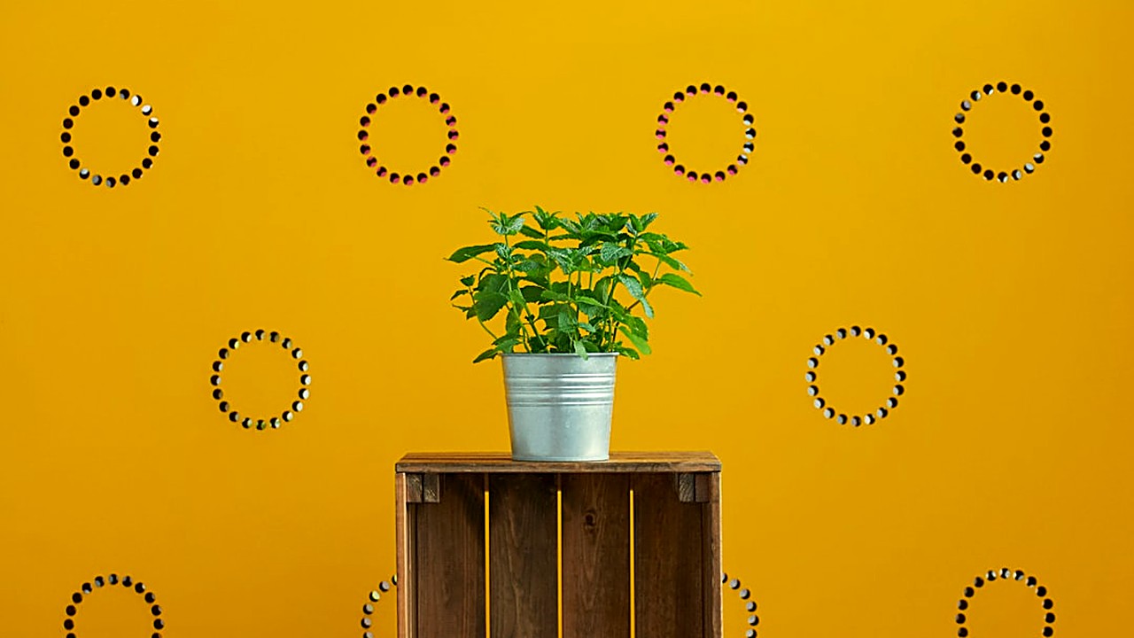 Decora tu hogar con vinilos adhesivos sin gastar mucho