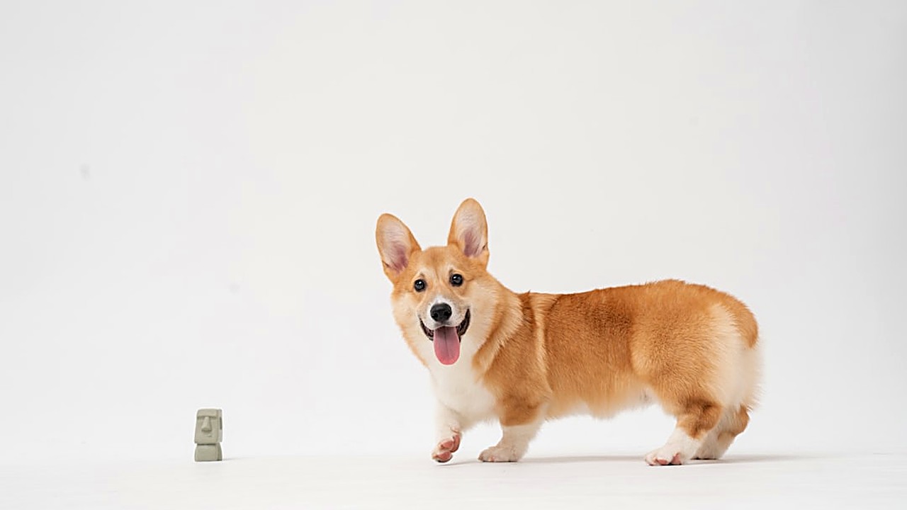 Learn practical steps to create a realistic pet budget, cut costs, and build an emergency fund so you can enjoy pet…