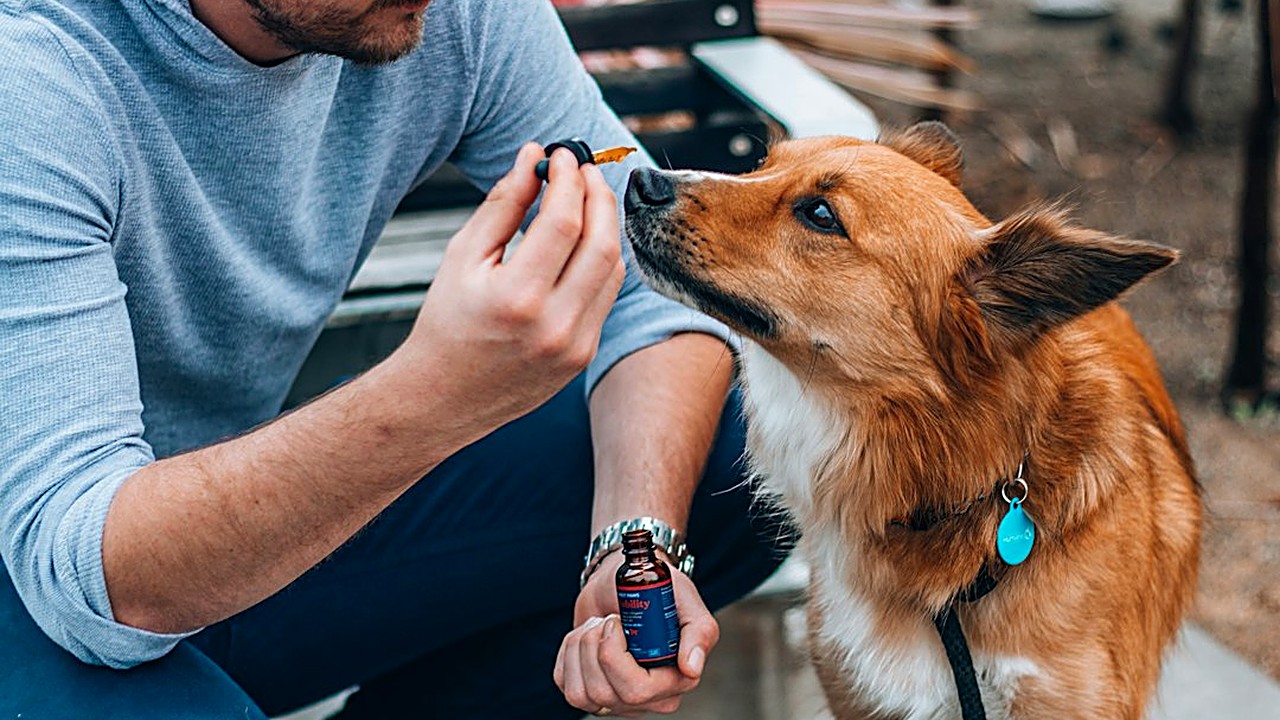 Set a real target from your vet's prices, save a little each payday in a separate account, and know what to do if…