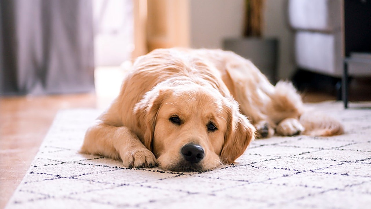 Find out if your dog’s breed impacts your home insurance rates. Learn which breeds trigger higher premiums and how…