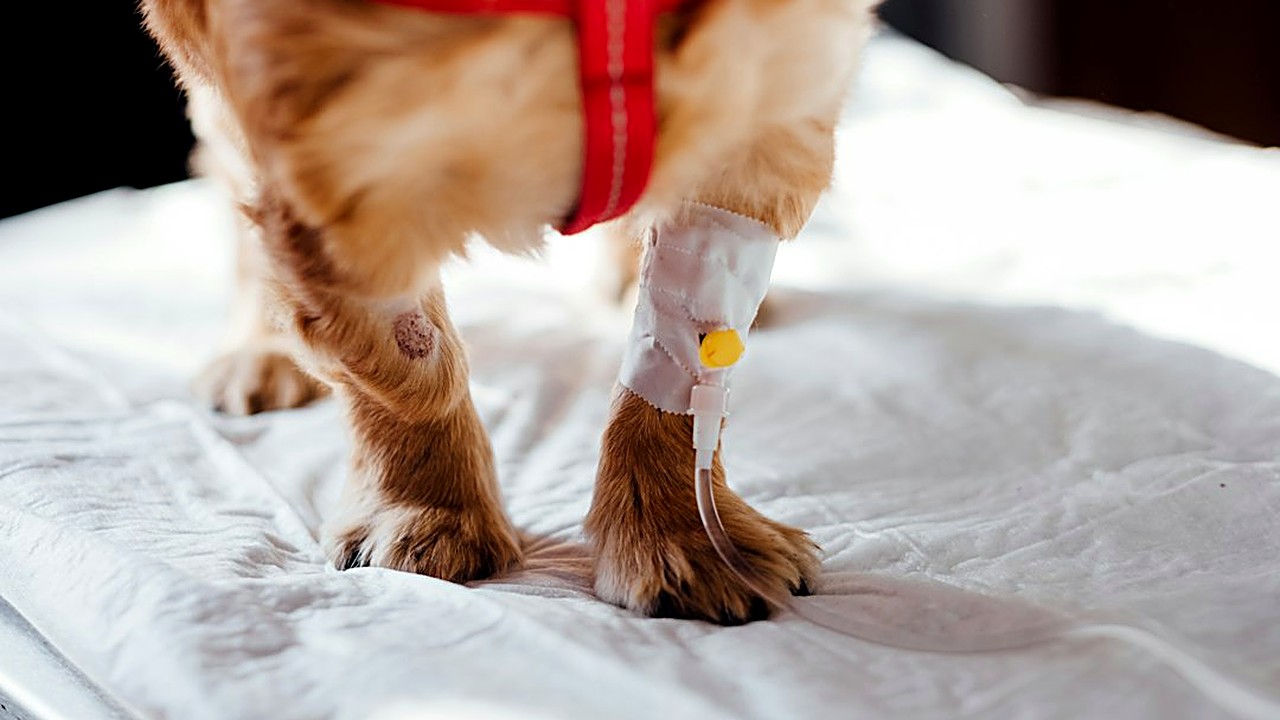 Build a separate pet emergency fund with small automatic transfers, see how long it takes at $25 to $100 a month,…