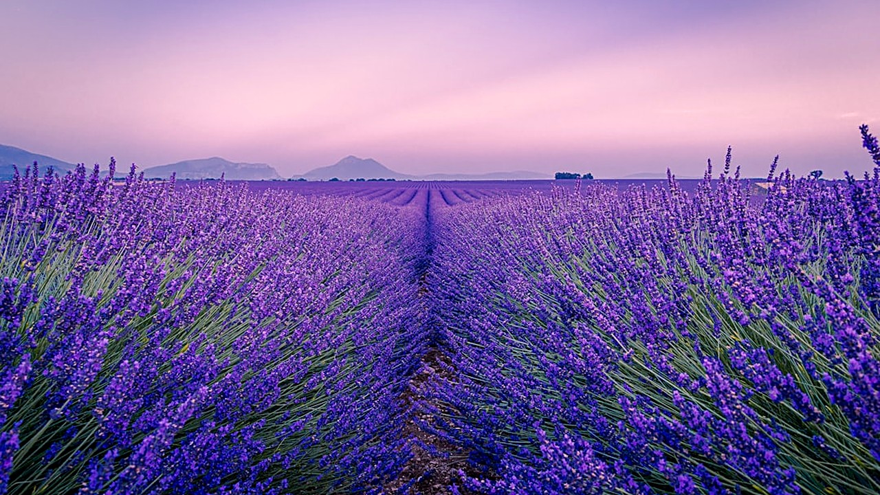 Discover how aromatherapy oils can help you fall asleep faster and enjoy deeper rest. Learn about top essential oils…