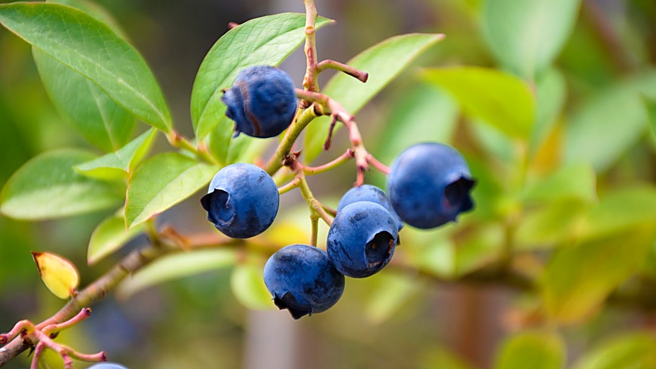 Learn which low‑glycemic fruits help keep morning blood sugar steady, with practical tips, real‑world examples,…