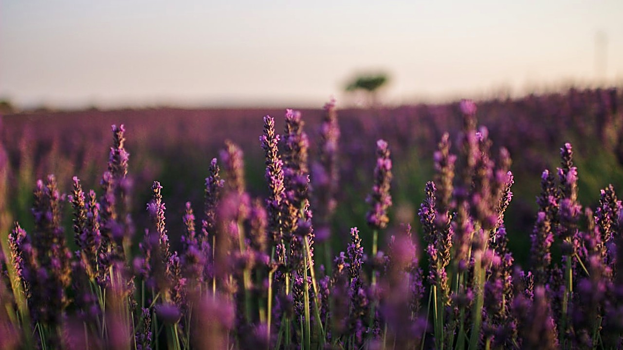 Learn which natural supplements may improve sleep, how to use them safely, and tips for a calming bedtime routine.
