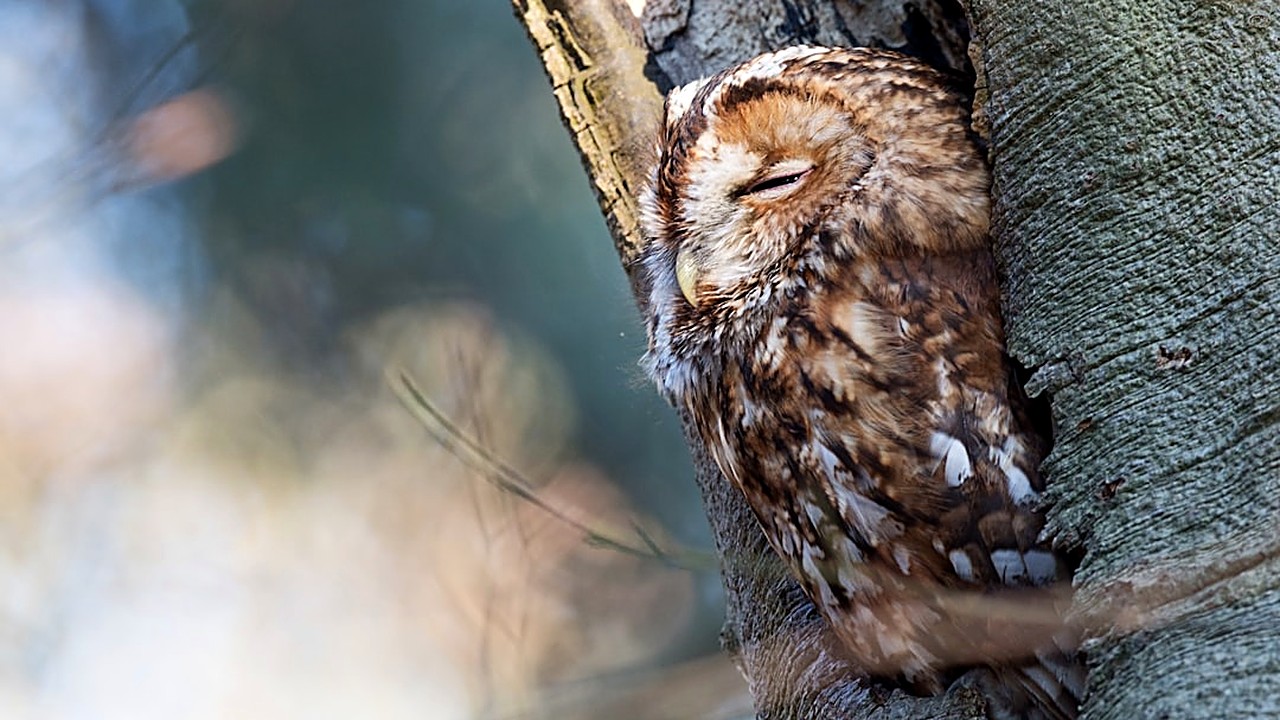 Learn natural ways to reduce nighttime ear ringing and sleep better without medication. Safe, practical tips…
