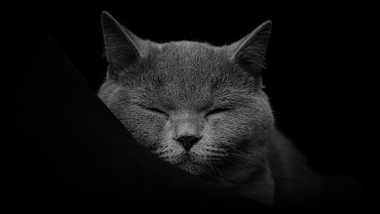 Learn practical, drug-free ways to fall asleep faster. Discover routines, foods, and habits that calm your mind…