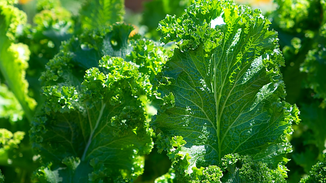 Discover which foods boost gum health, reduce recession risk, and support oral wellness with simple, everyday nutrition…