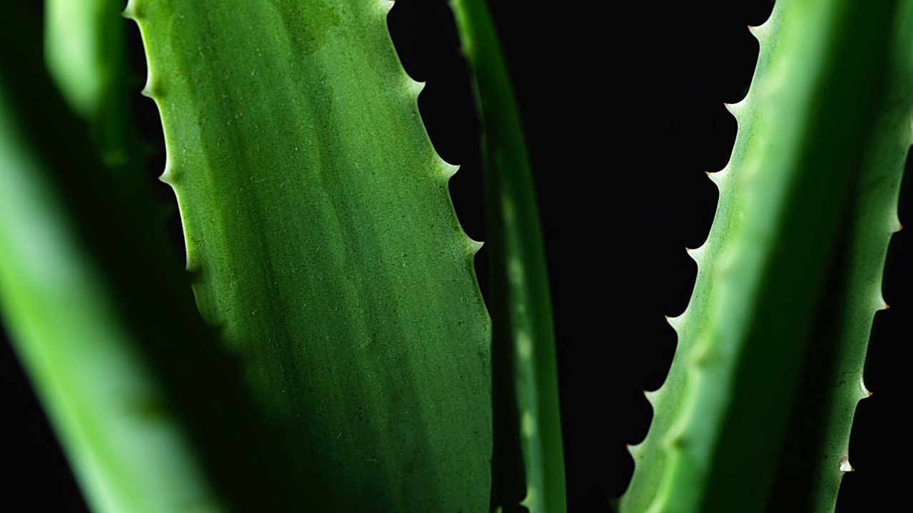Learn step‑by‑step how to prepare and apply aloe vera gel to soothe swollen gums safely at home, with tips…