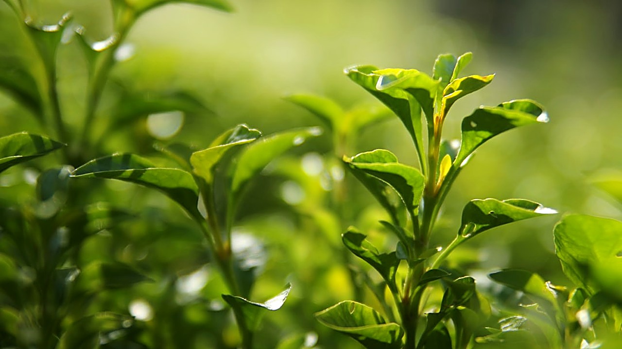 Learn safe, practical ways to use green tea for gum health. Includes drinking tips, mouth rinses, and safety advice…