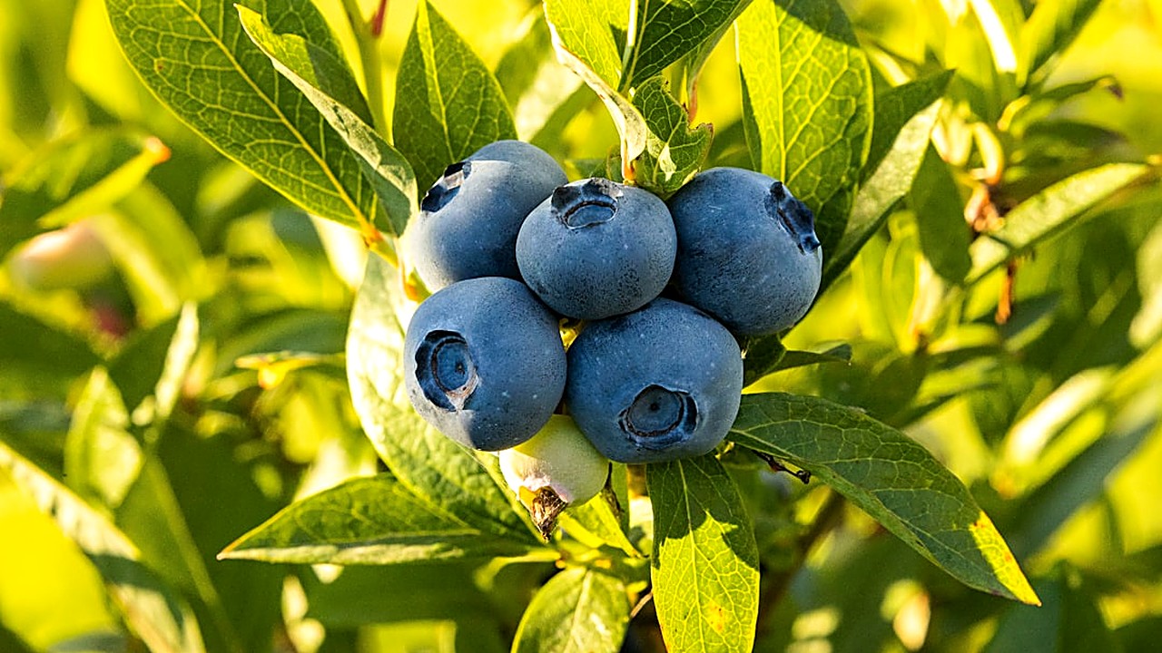 Discover which low-glycemic fruits help stabilize blood sugar naturally. Learn how to choose and eat them for steady…