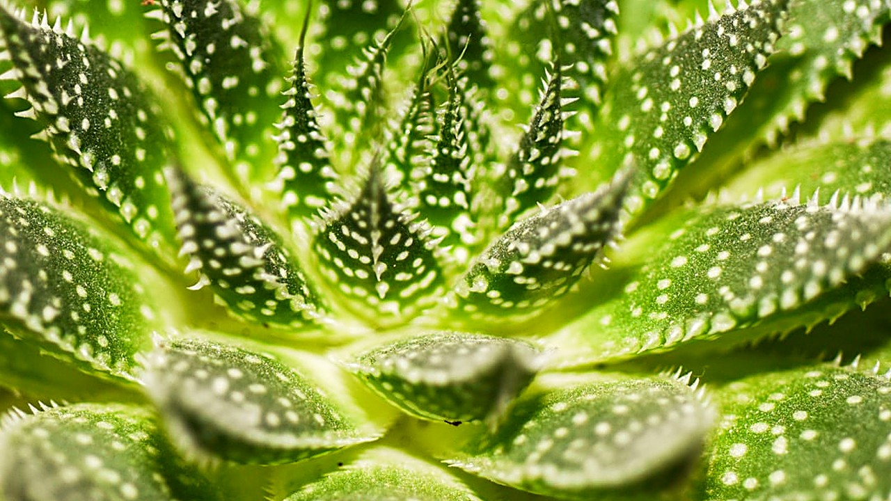 Discover how to safely use aloe vera to soothe irritated gums and reduce inflammation. Learn about its benefits, proper…