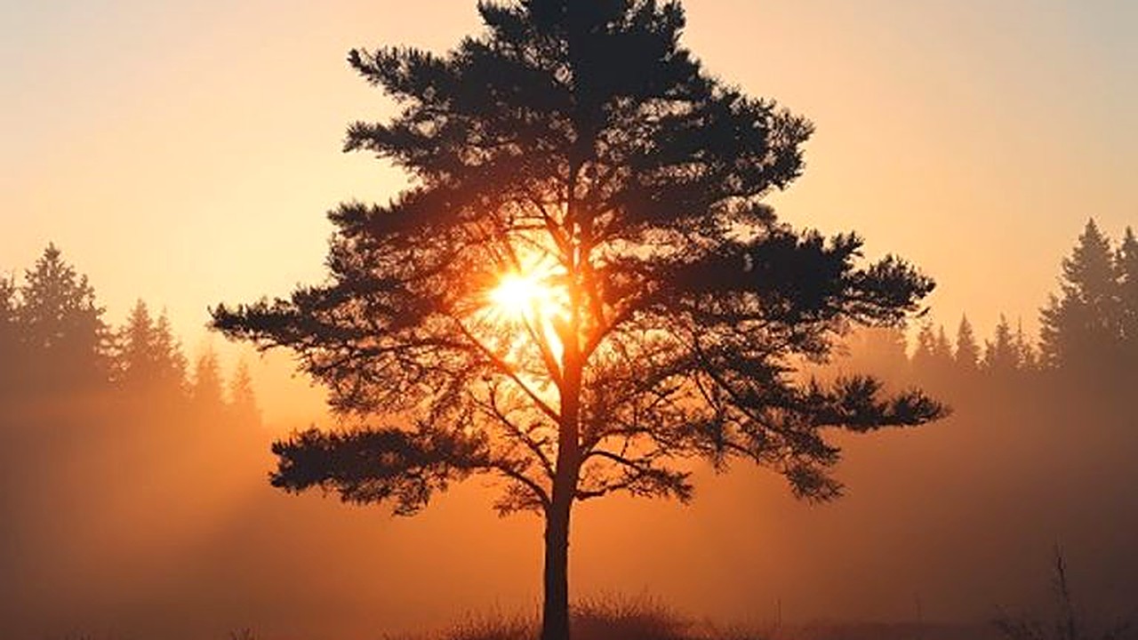 Learn simple, science‑backed steps to shift your circadian rhythm and improve sleep quality tonight. Practical tips…