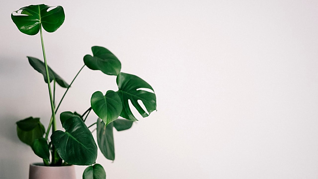 Find the ideal no-contact length after a breakup. Learn when to start, what to expect, and how to use the time wisely.