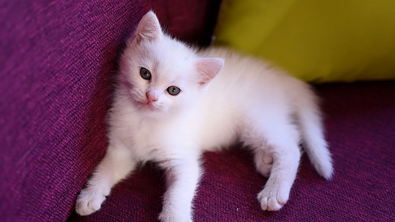 Learn when to text your ex about their new pet and when to stay quiet. Practical advice to avoid regrets and keep…