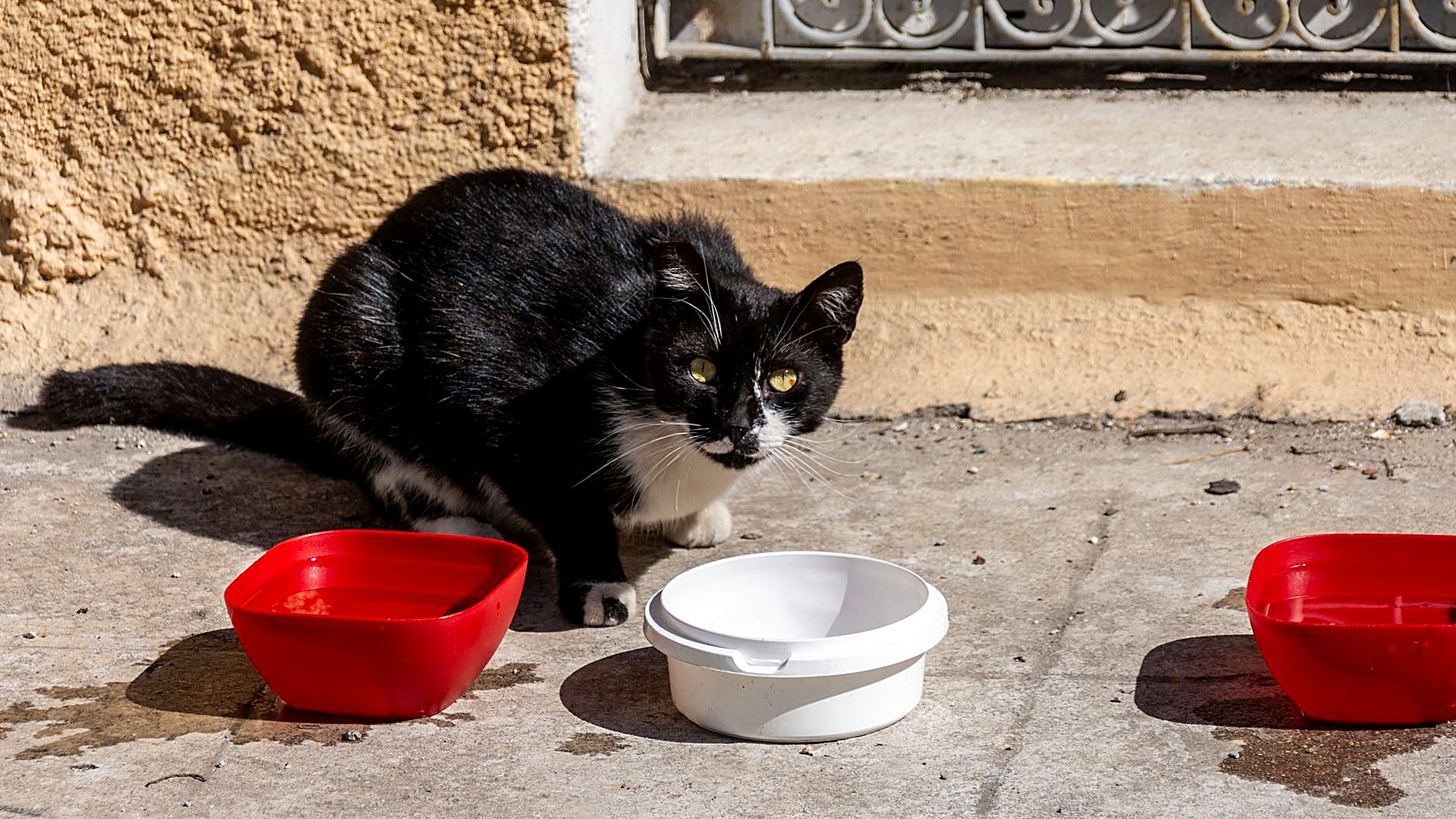 Guía práctica para manejar la separación de pareja sin perder la conexión con tu mascota. Estrategias de comunicación…