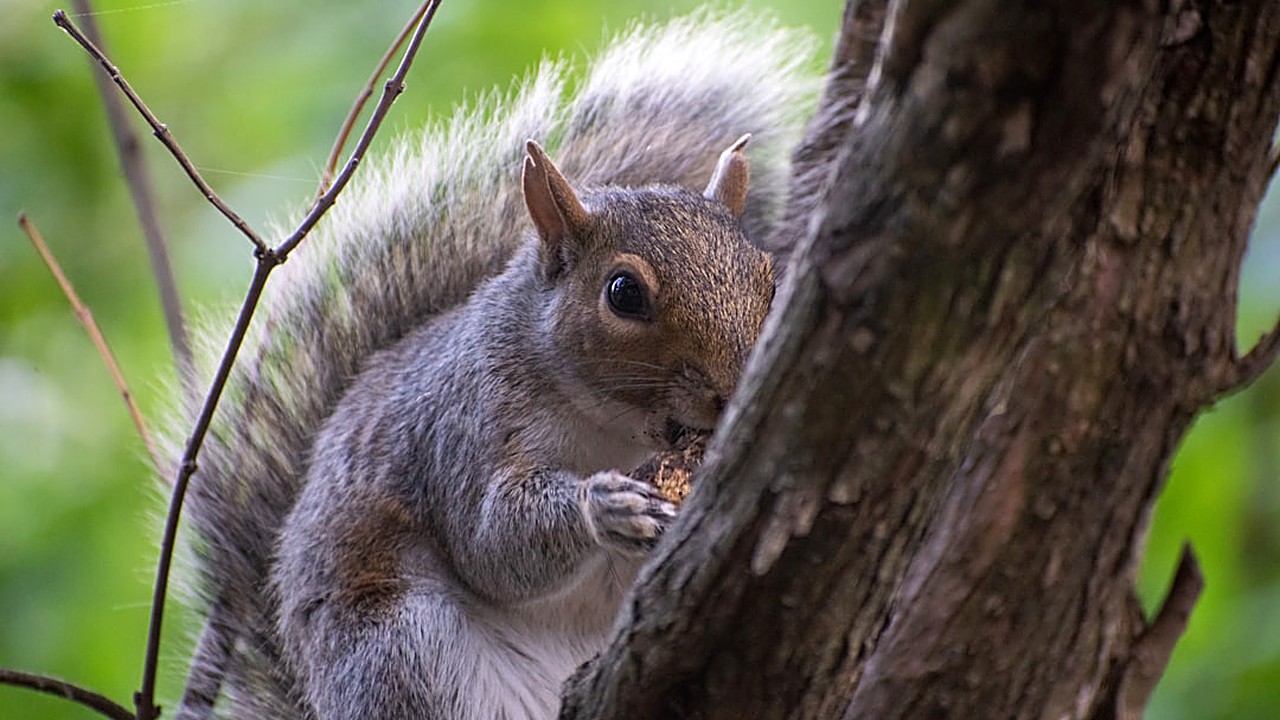 Aprende paso a paso a decir “squirrel” en inglés con claridad. Descubre los sonidos, errores comunes y ejercicios…