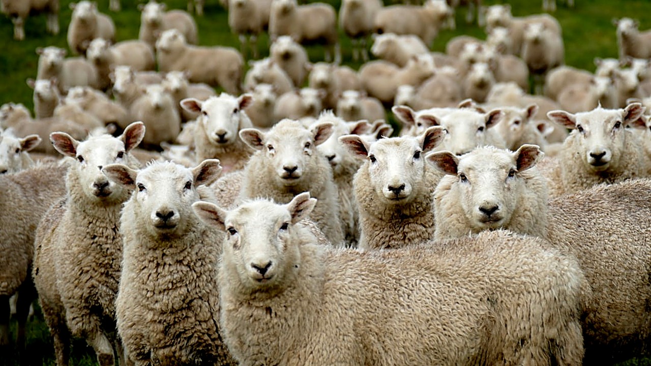 Aprende a distinguir los sonidos de “ship” y “sheep” con ejercicios prácticos, consejos de escucha y técnicas…